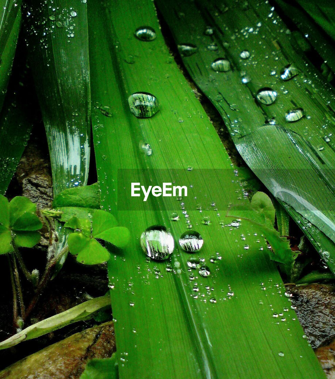 Water Drops On Leaves Plants Close Up Nature Drop Eyeem