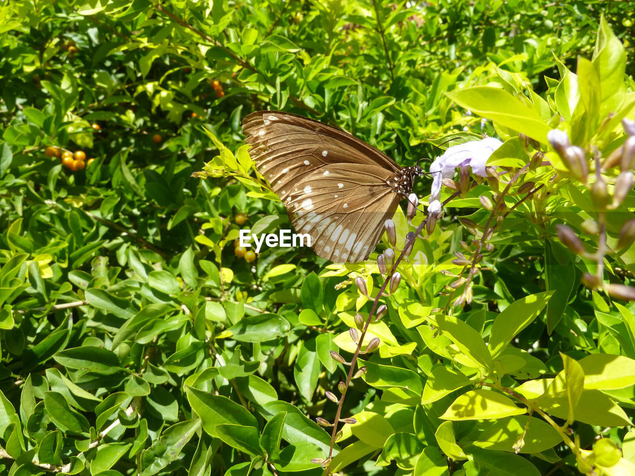 CLOSE-UP OF BUTTERFLY ON LEAF