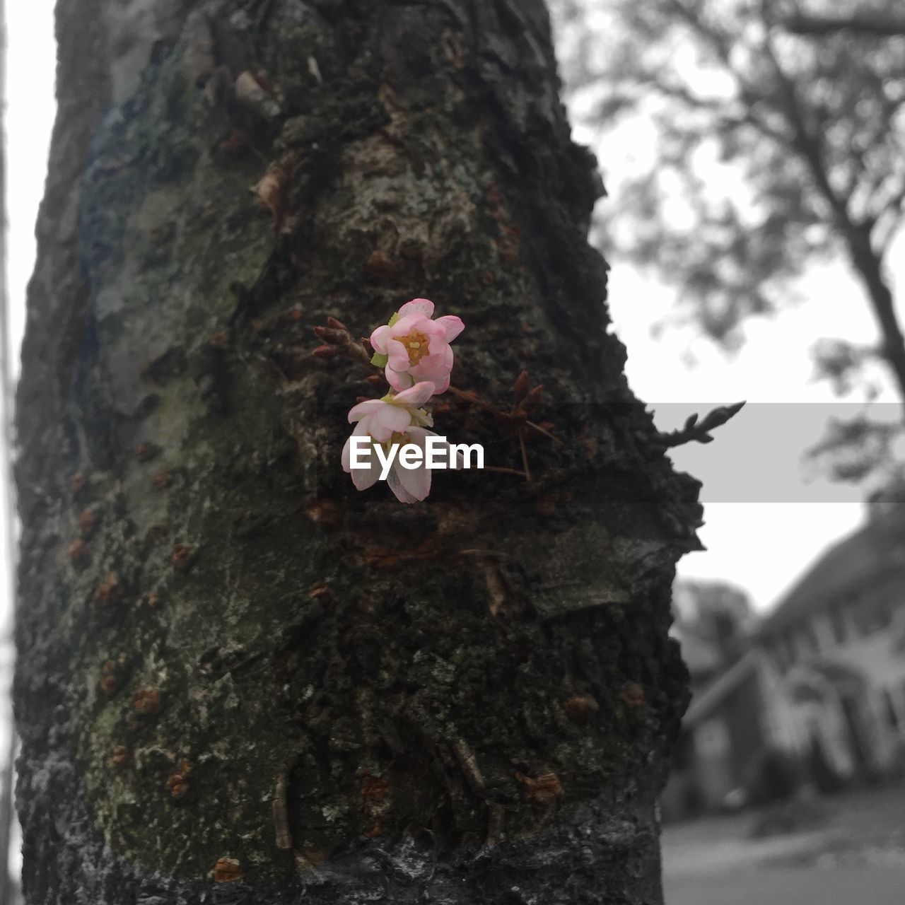 Pink flowers growing on tree trunk