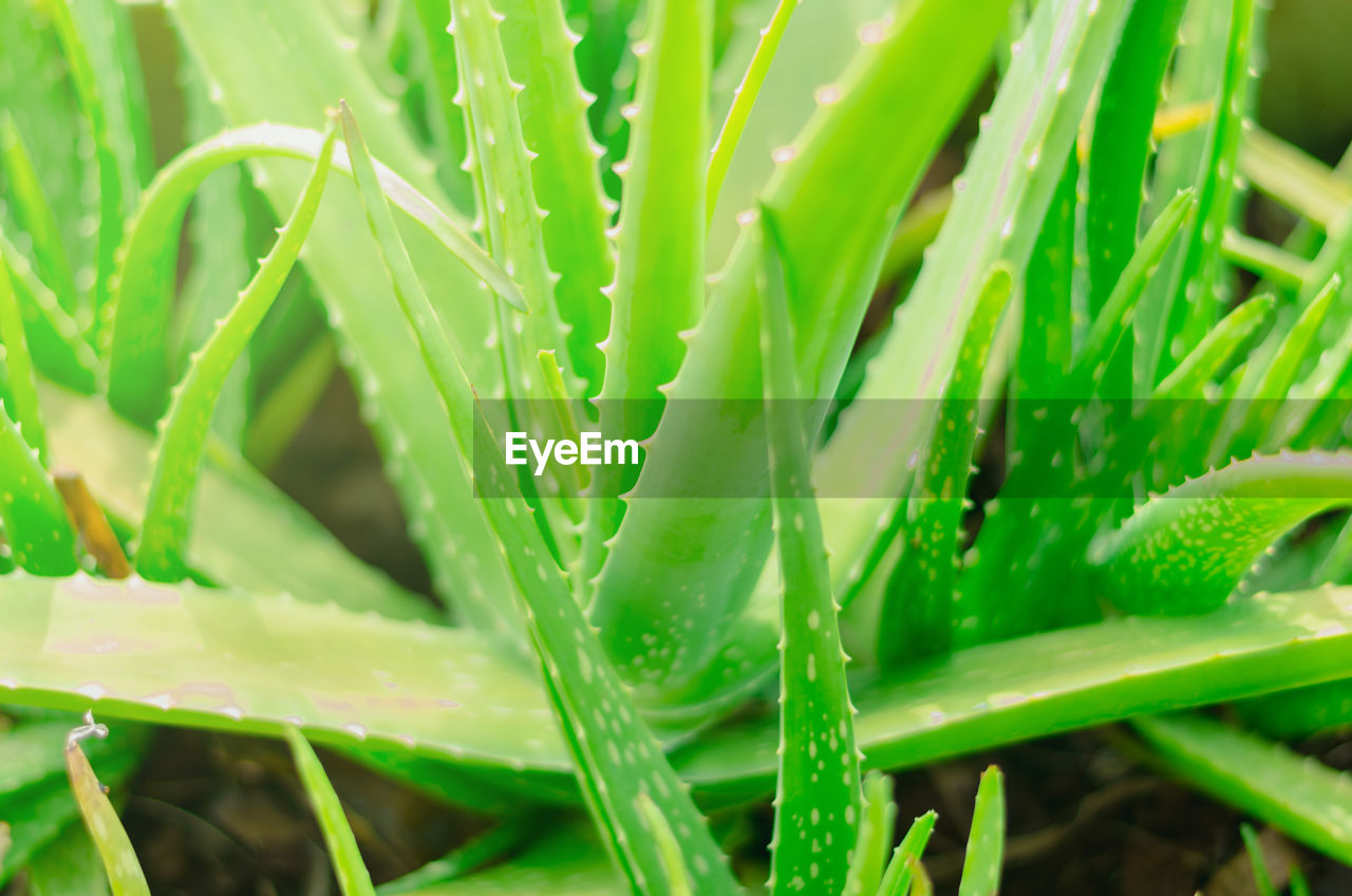 Full frame shot of aloe vera plants on field
