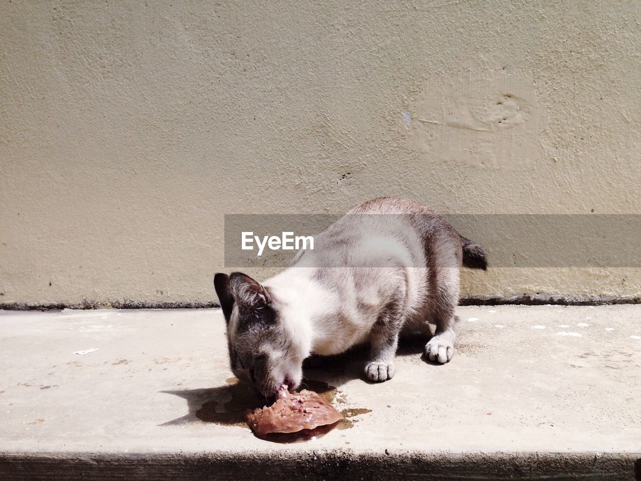 PORTRAIT OF DOG