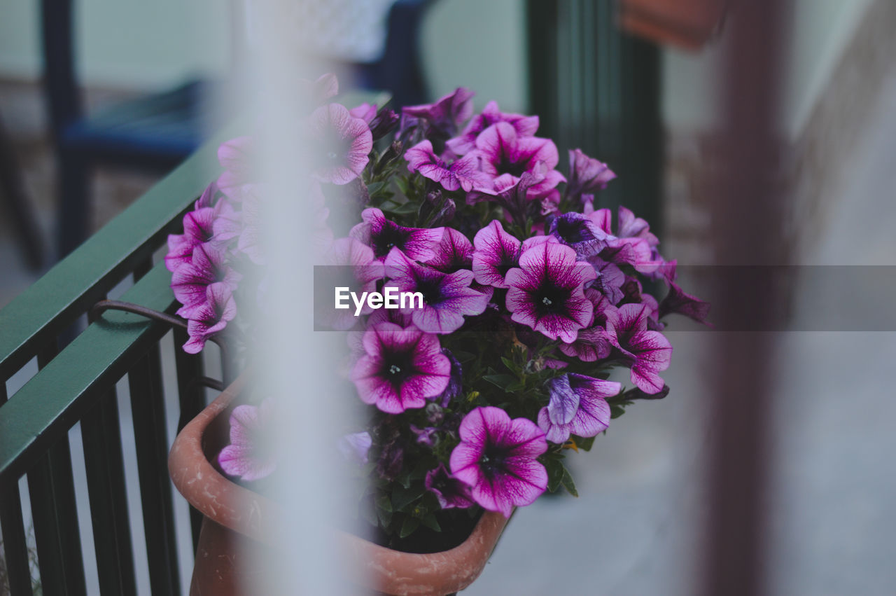 CLOSE-UP OF HAND HOLDING PINK FLOWERS OUTDOORS