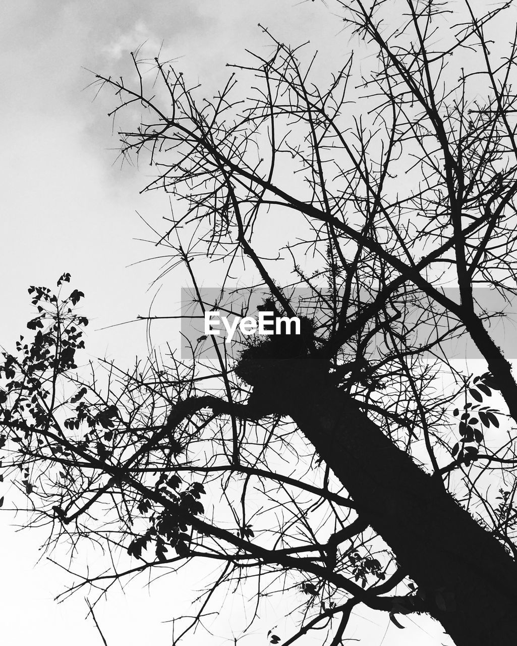 LOW ANGLE VIEW OF SILHOUETTE BARE TREE
