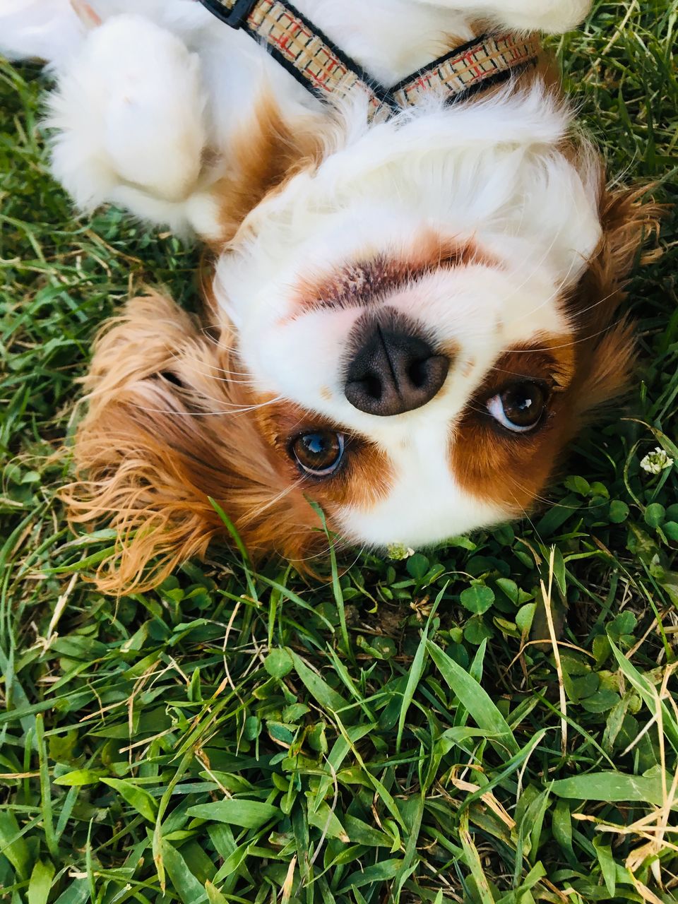 HIGH ANGLE PORTRAIT OF DOG IN GRASS