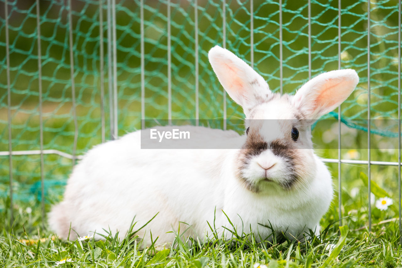 Close-up of a rabbit on field