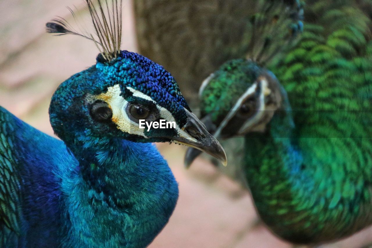 Close-up of peacocks