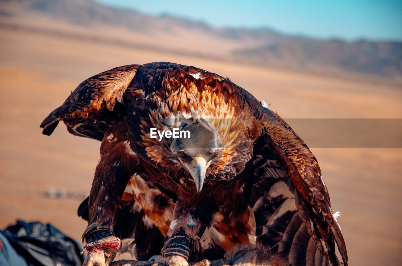 Close-up of eagle