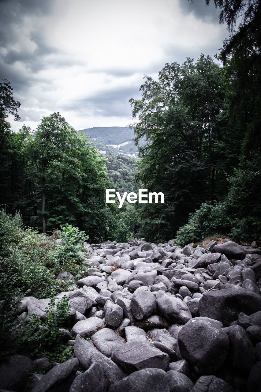 VIEW OF ROCKS AND PLANTS IN FOREST