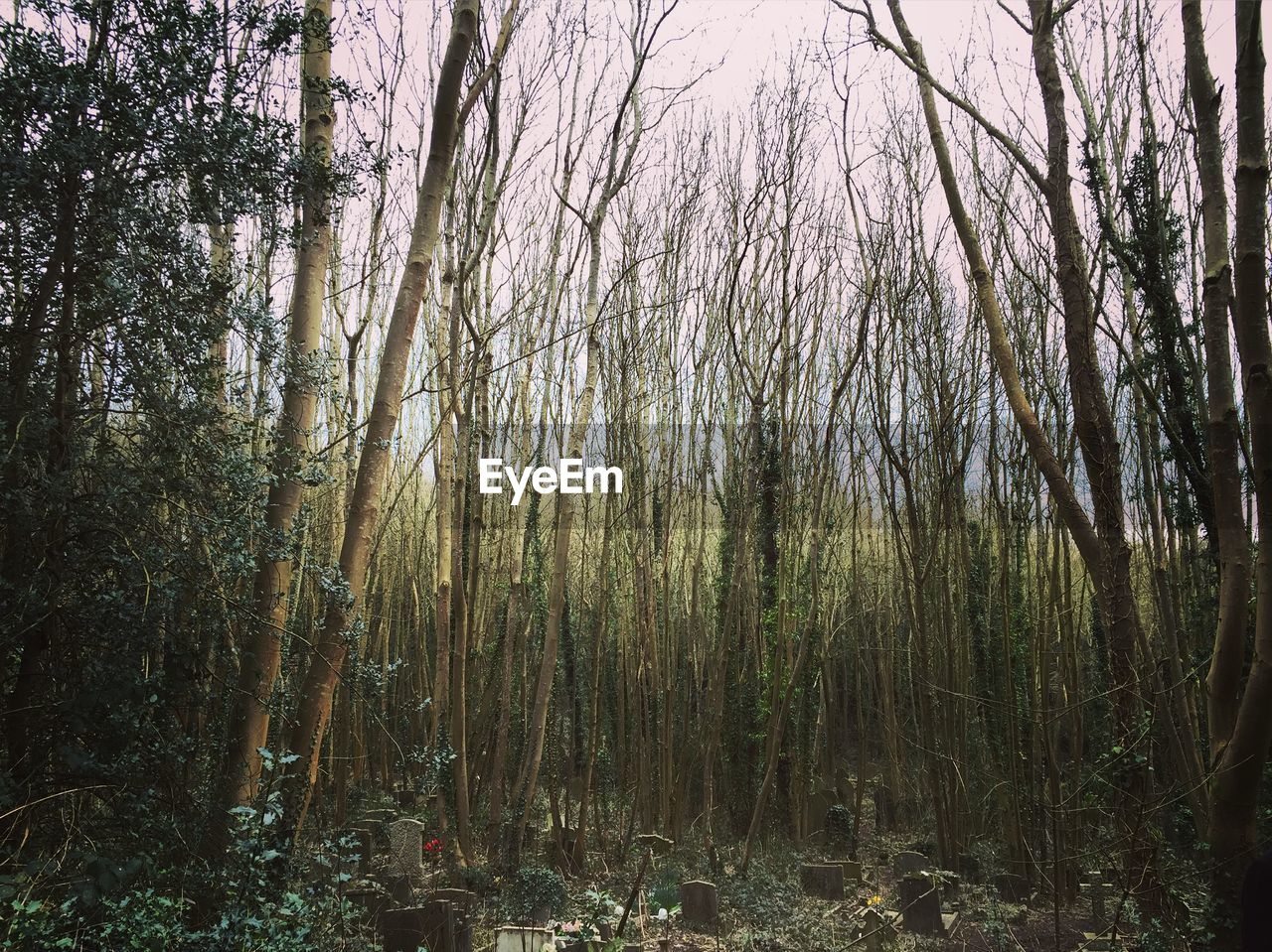 TREES GROWING IN FOREST