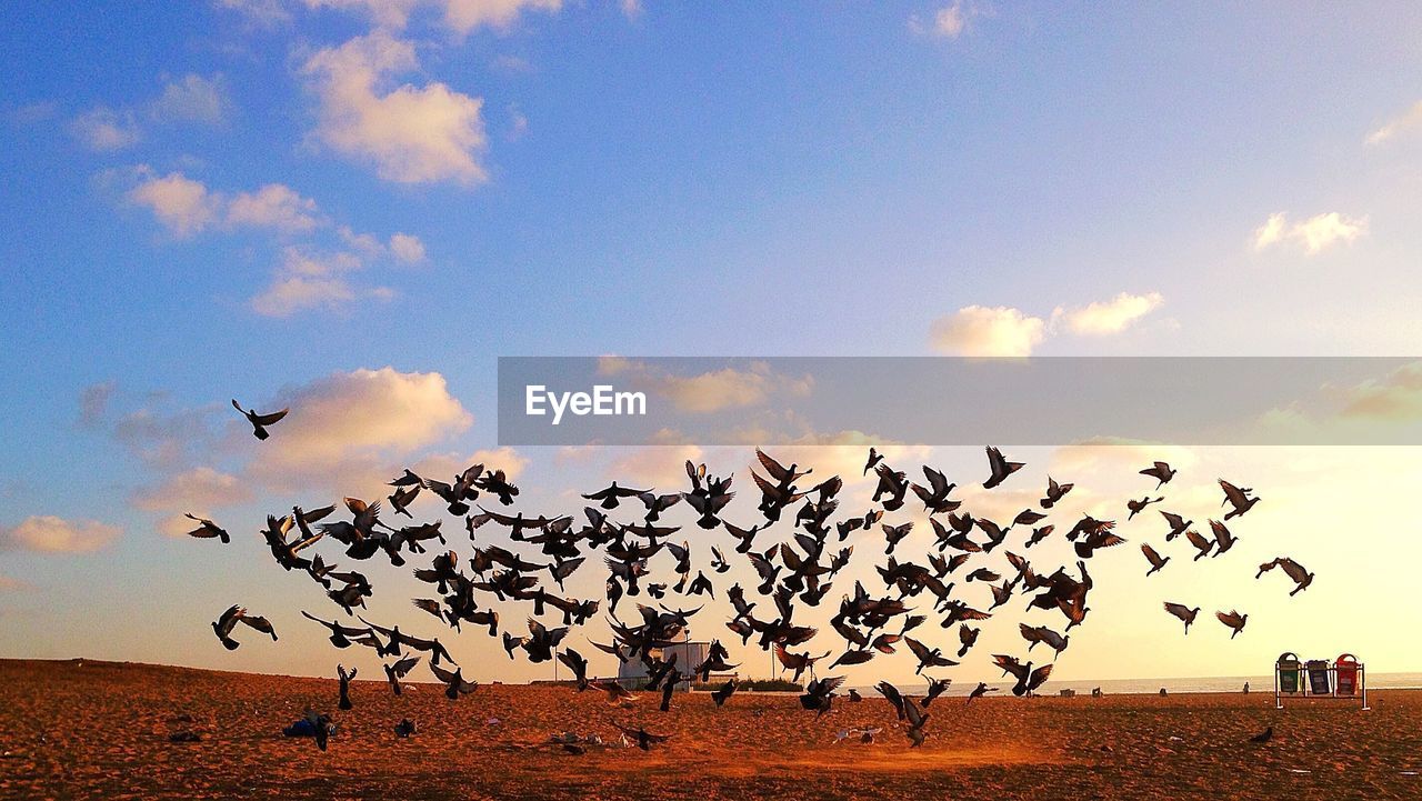 BIRDS FLYING IN SKY OVER LANDSCAPE AGAINST THE BACKGROUND