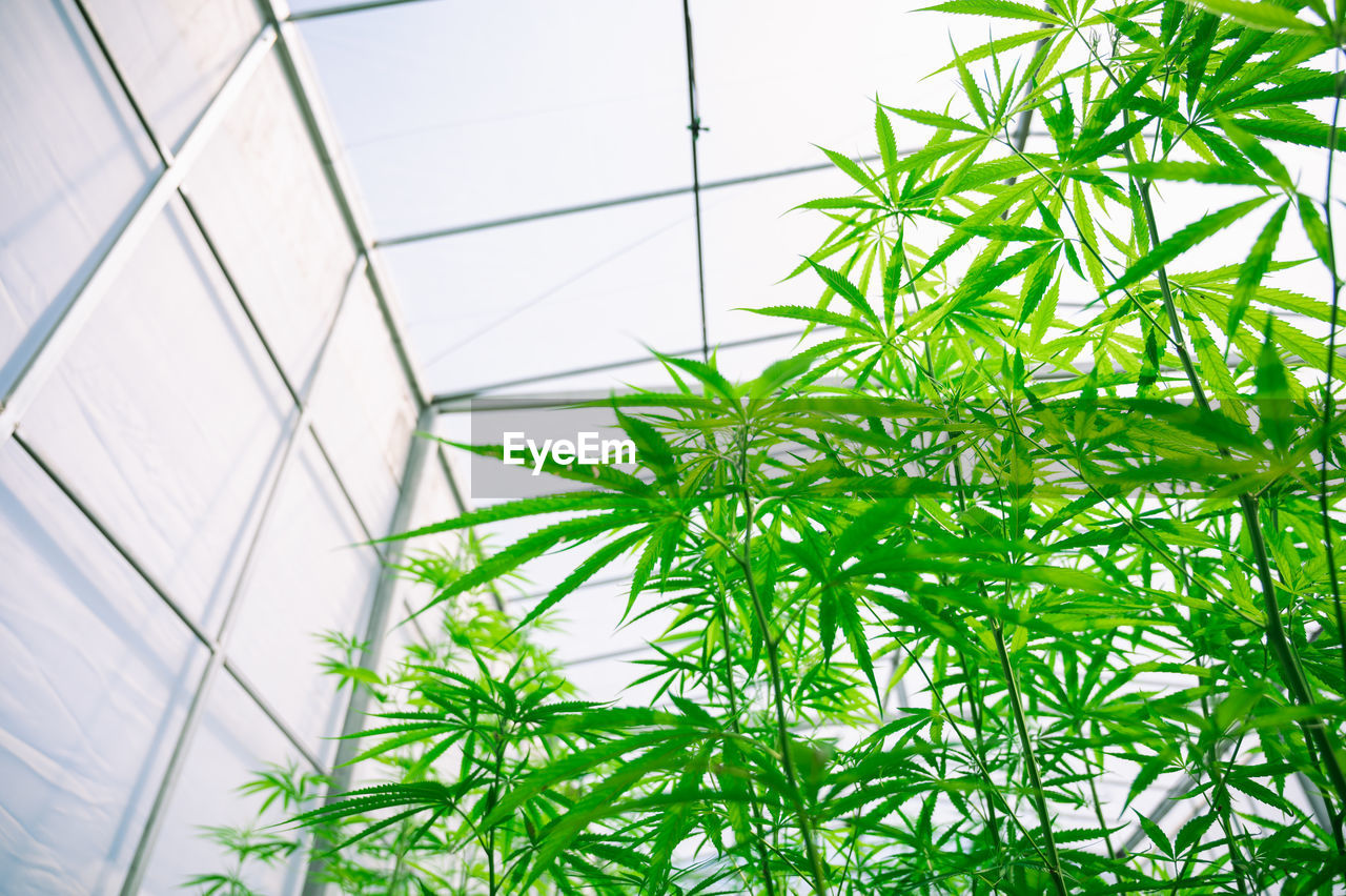 low angle view of plants