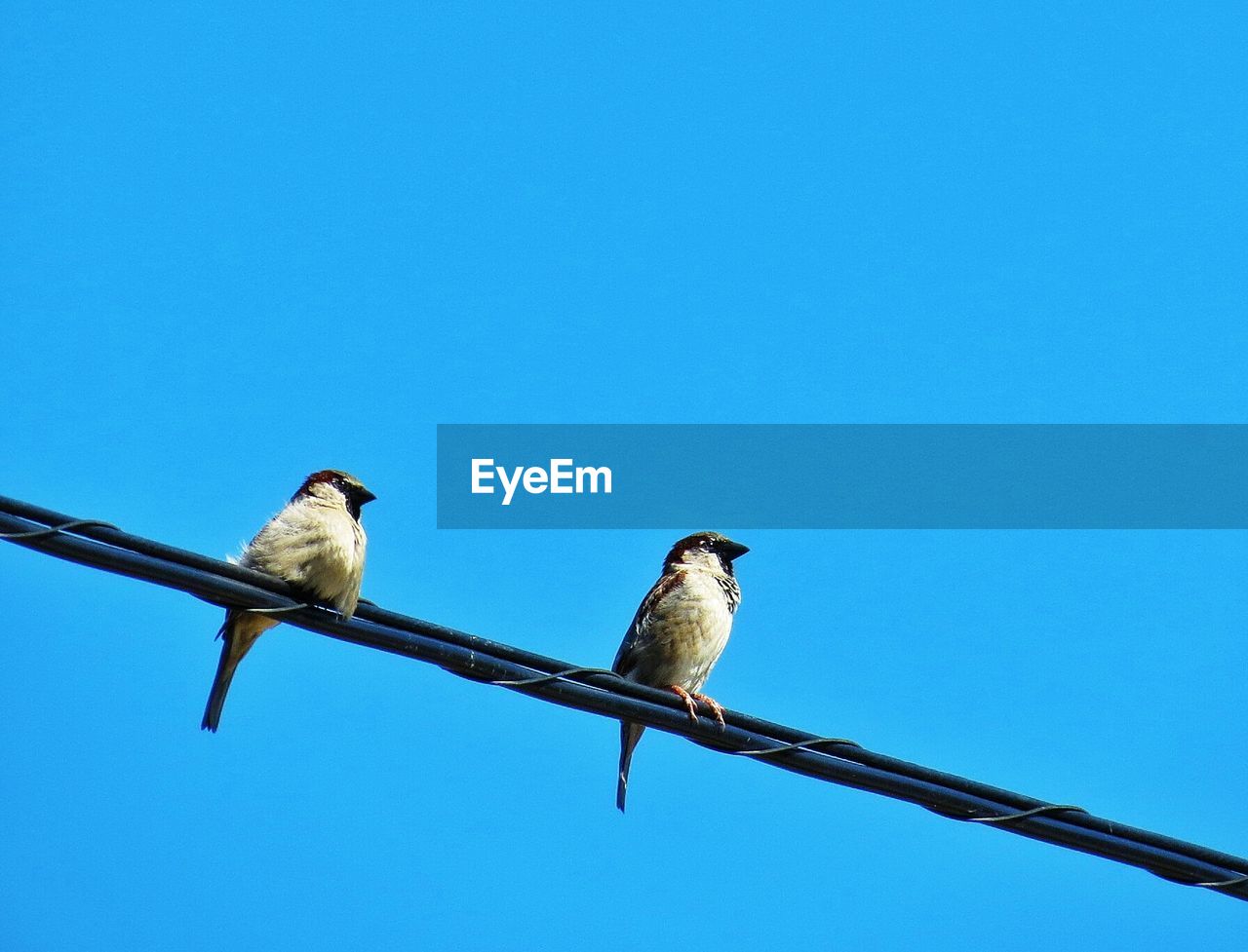 Low angle view of birds perched on railing against blue sky