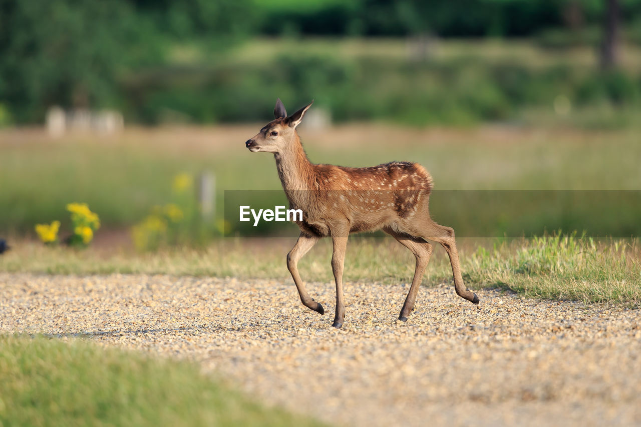 Side view of deer walking on land