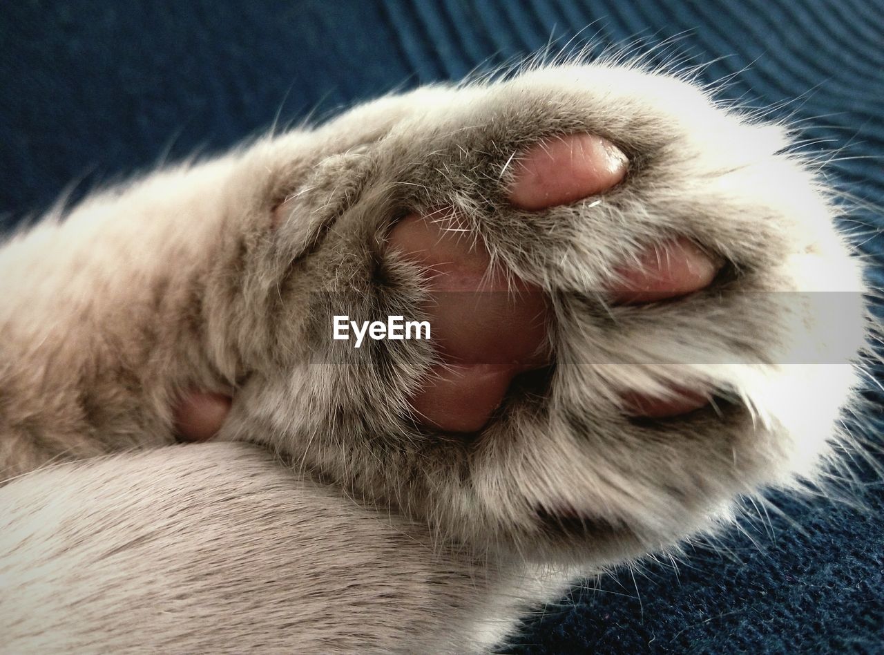 Close-up of cat paw