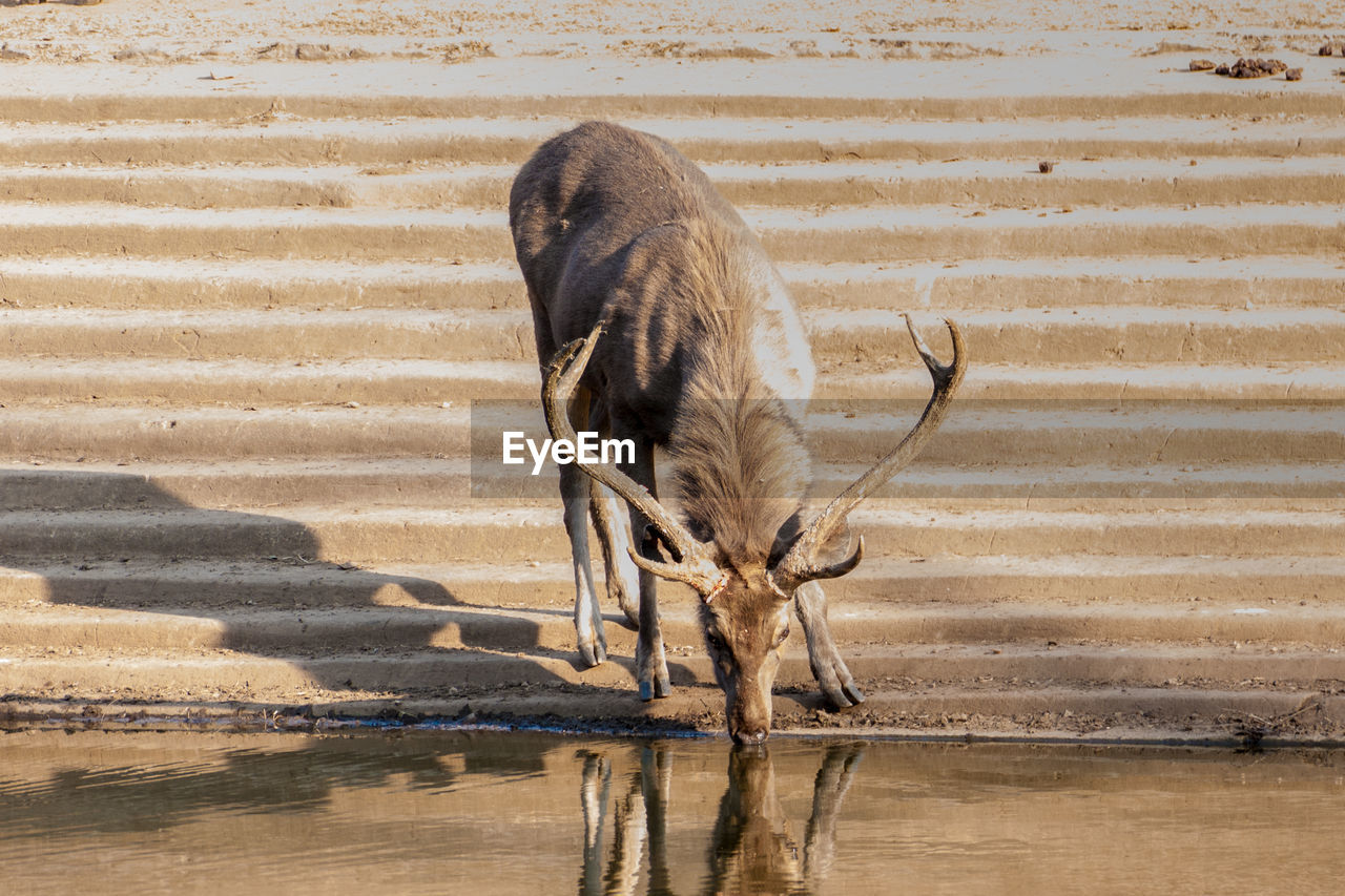 HORSE STANDING BY LAKE AGAINST WALL