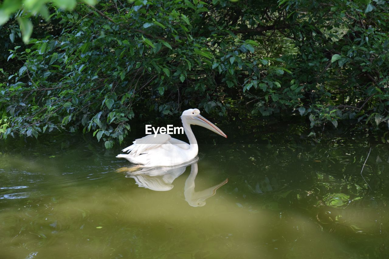 WHITE SWAN IN LAKE