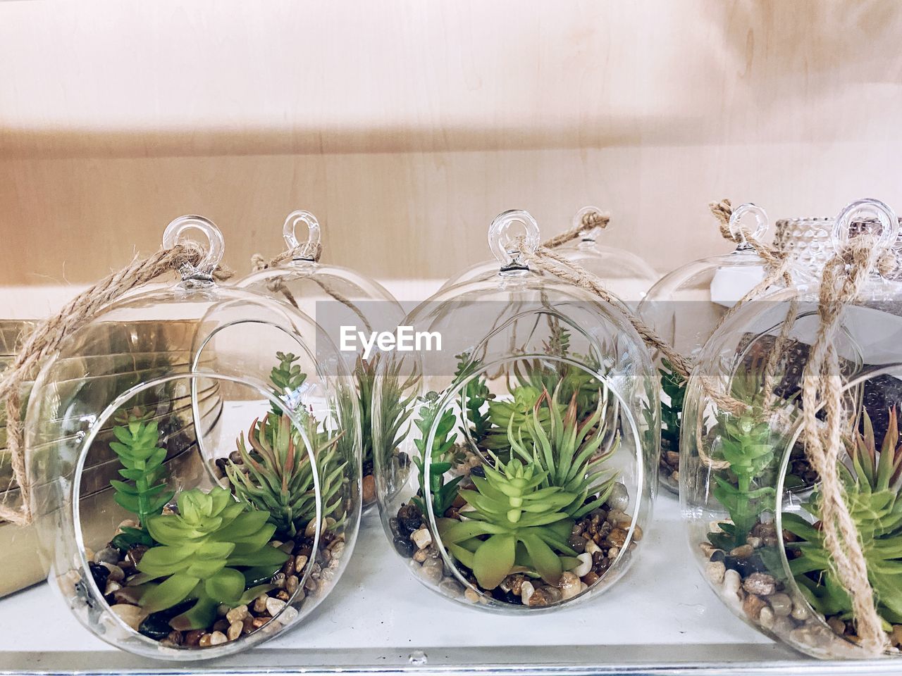 Close-up of potted plants on glass table