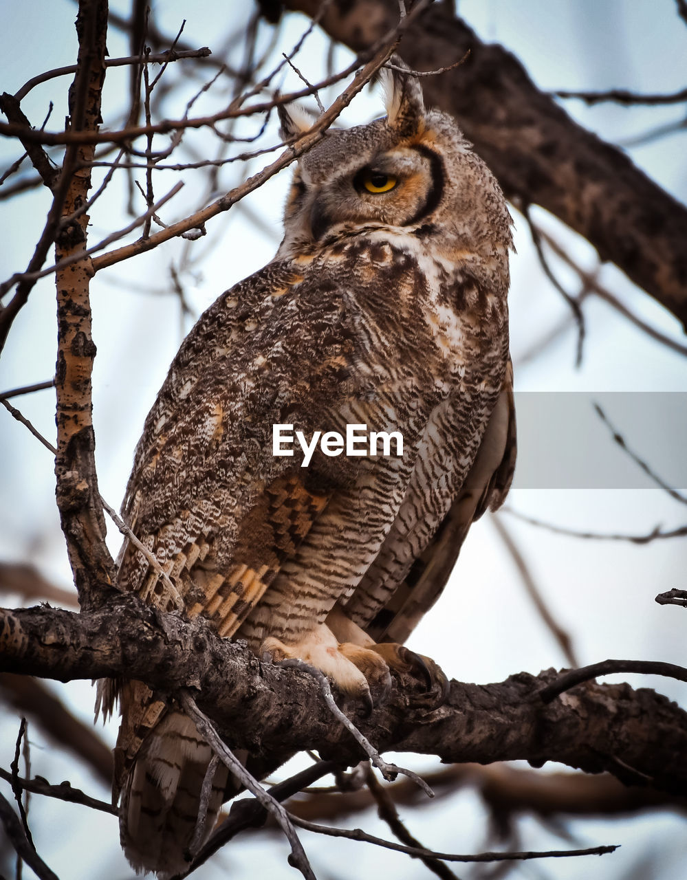 Low angle view of great horned owl perching on tree