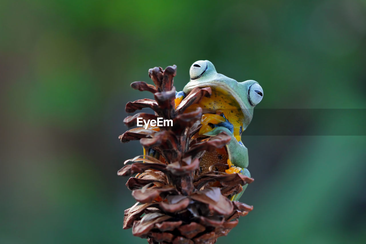 Close-up of frog on plant against blurred background