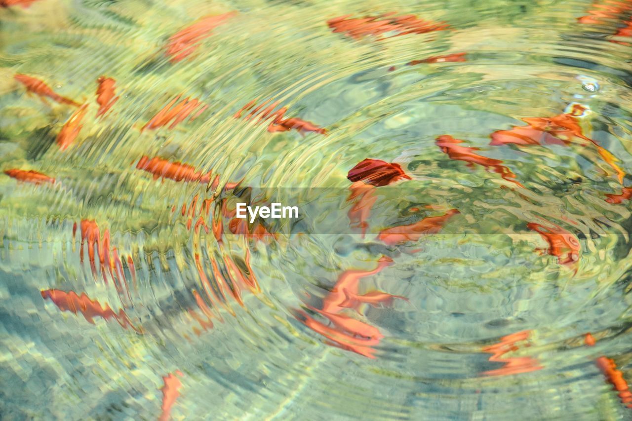 High angle view of koi carps in pond