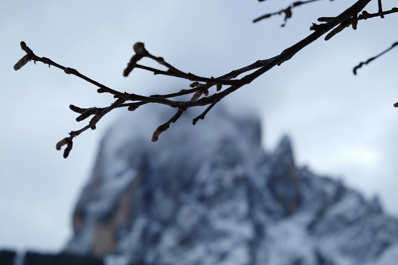 Low angle view of branches against snowcapped mountain during winter