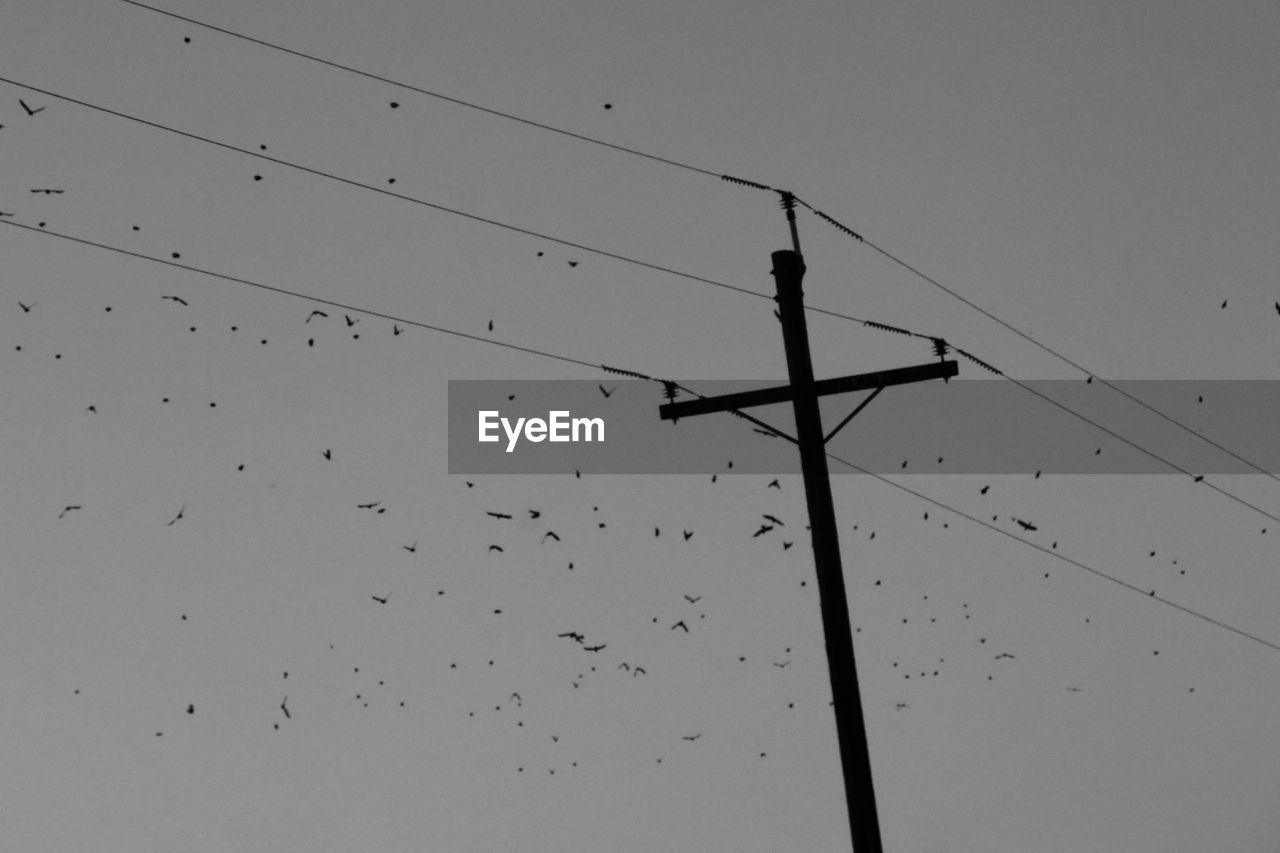 LOW ANGLE VIEW OF SILHOUETTE BIRDS ON POWER LINE