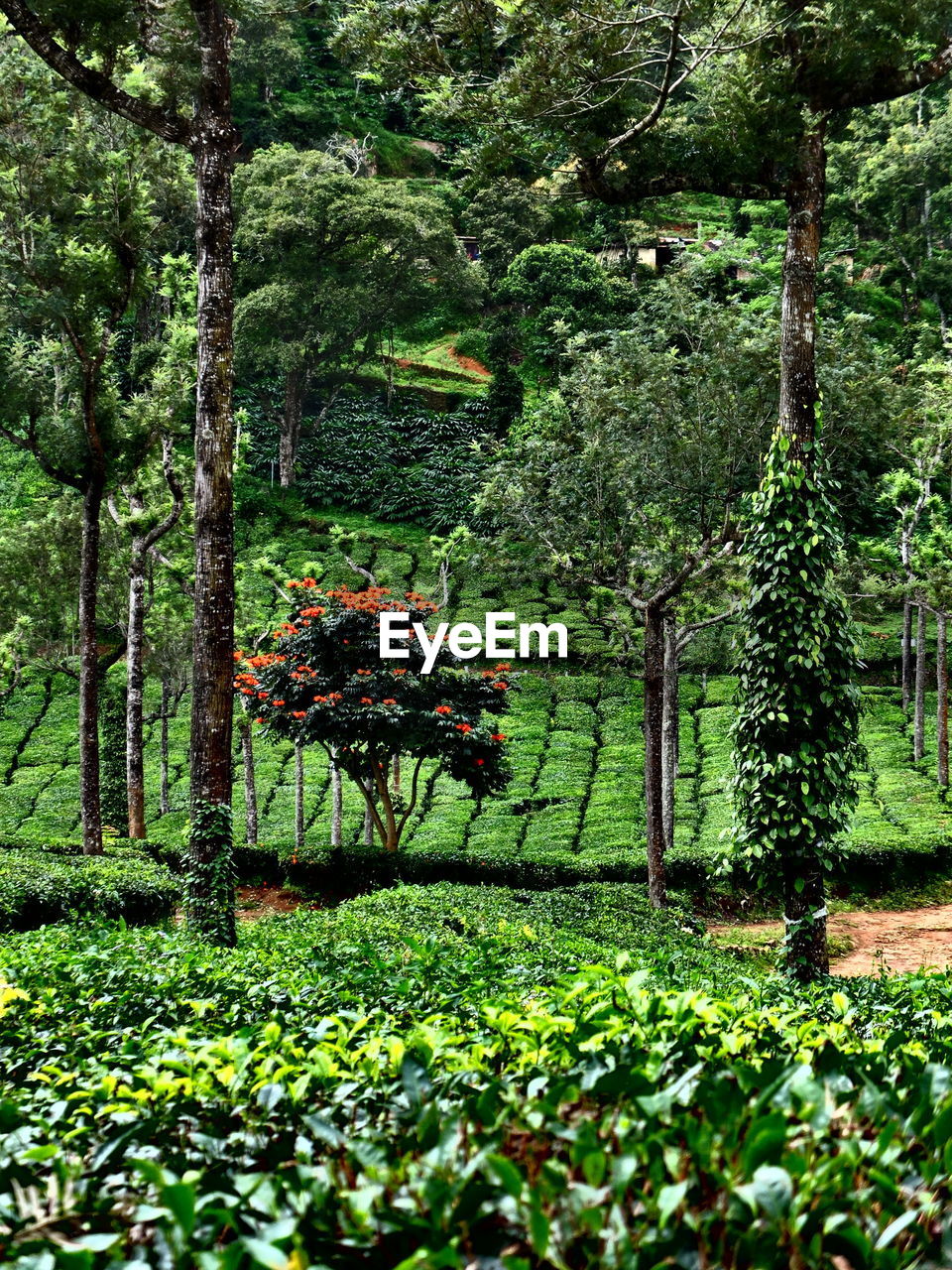 FLOWER TREES IN PARK