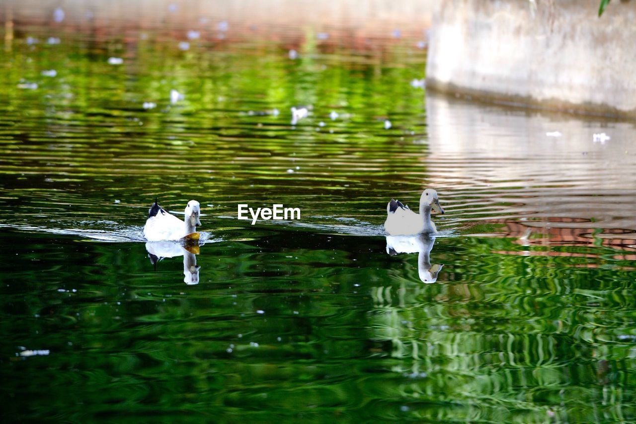 BIRDS FLYING OVER LAKE