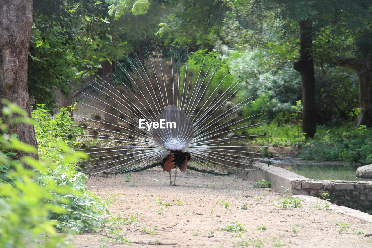 VIEW OF PEACOCK