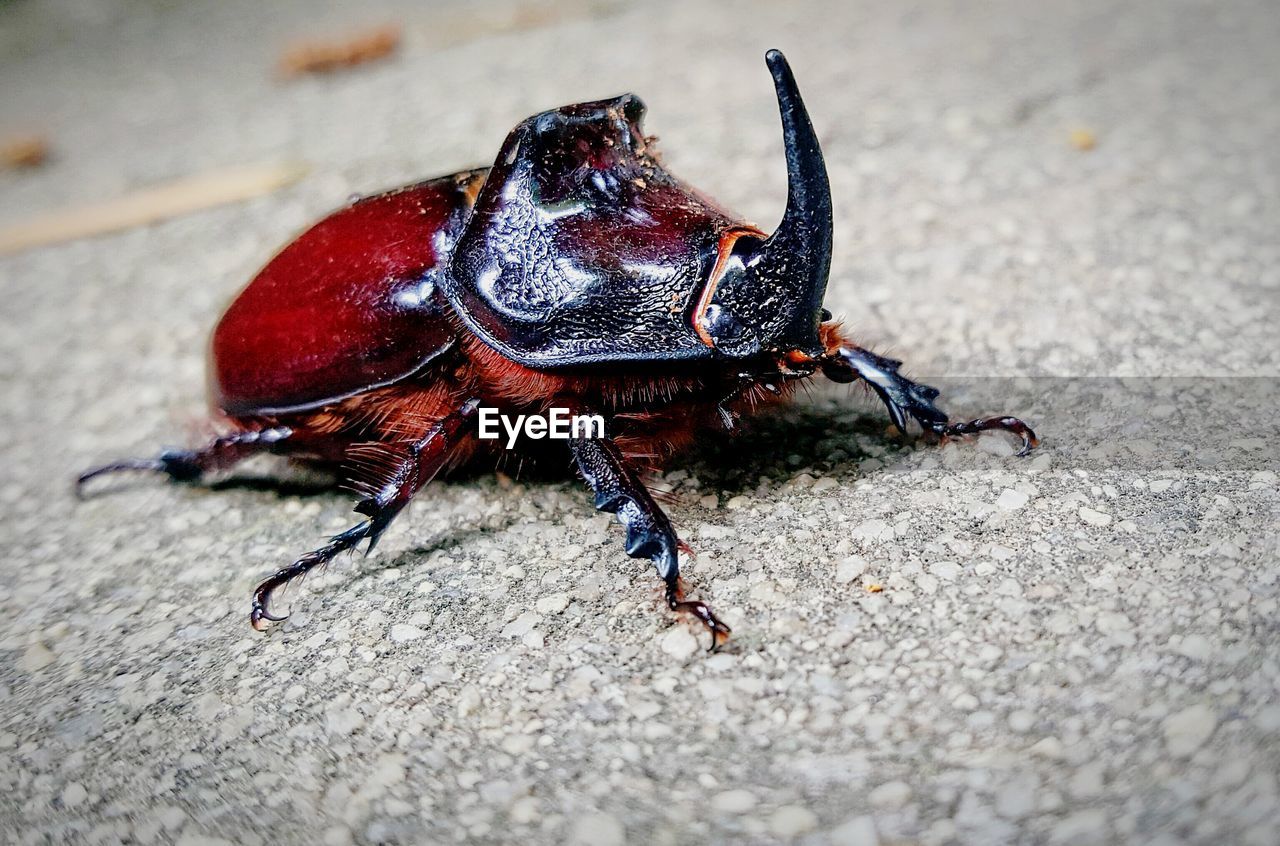 Close-up of rhino stag beetle on floor