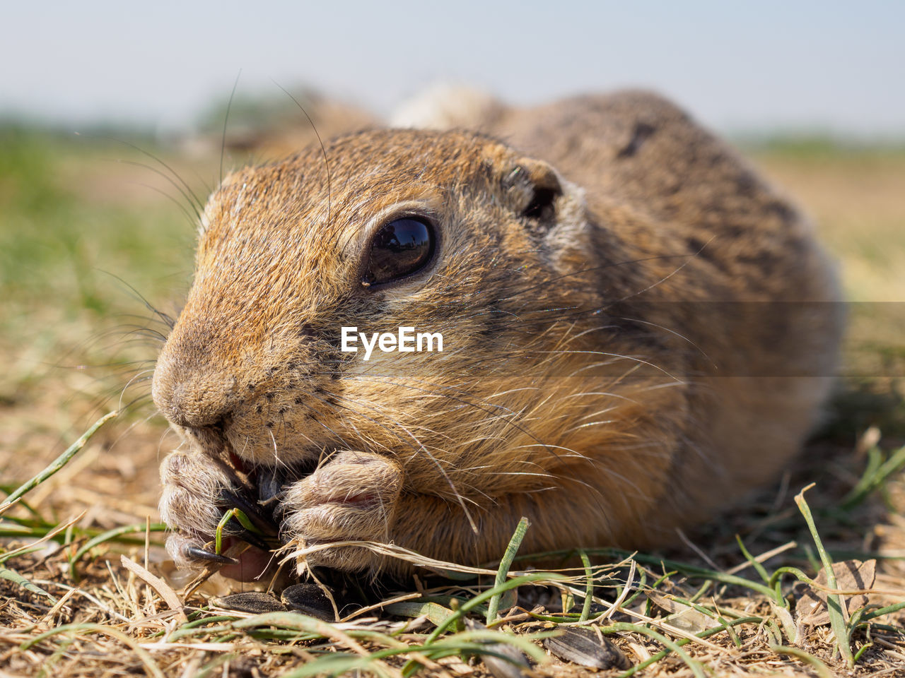 animal, animal themes, animal wildlife, one animal, mammal, whiskers, wildlife, prairie dog, nature, no people, rodent, grass, close-up, squirrel, portrait, day, outdoors, eating, plant, animal body part