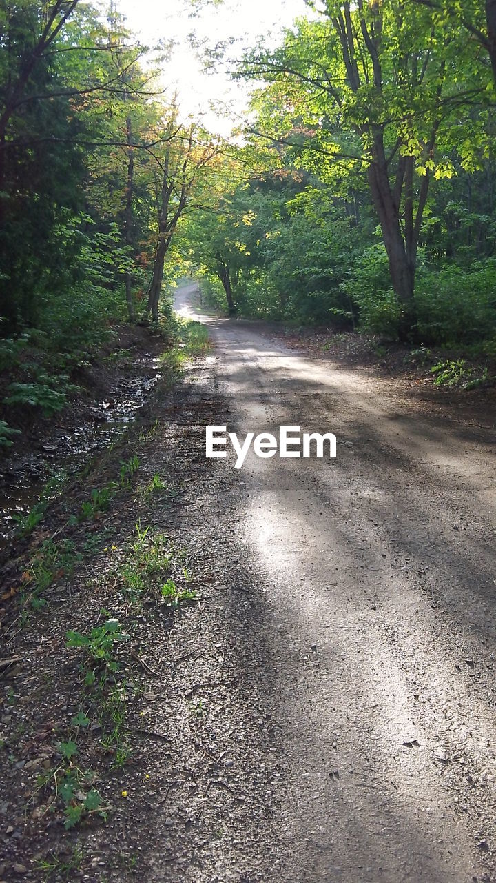 VIEW OF TREES IN FOREST