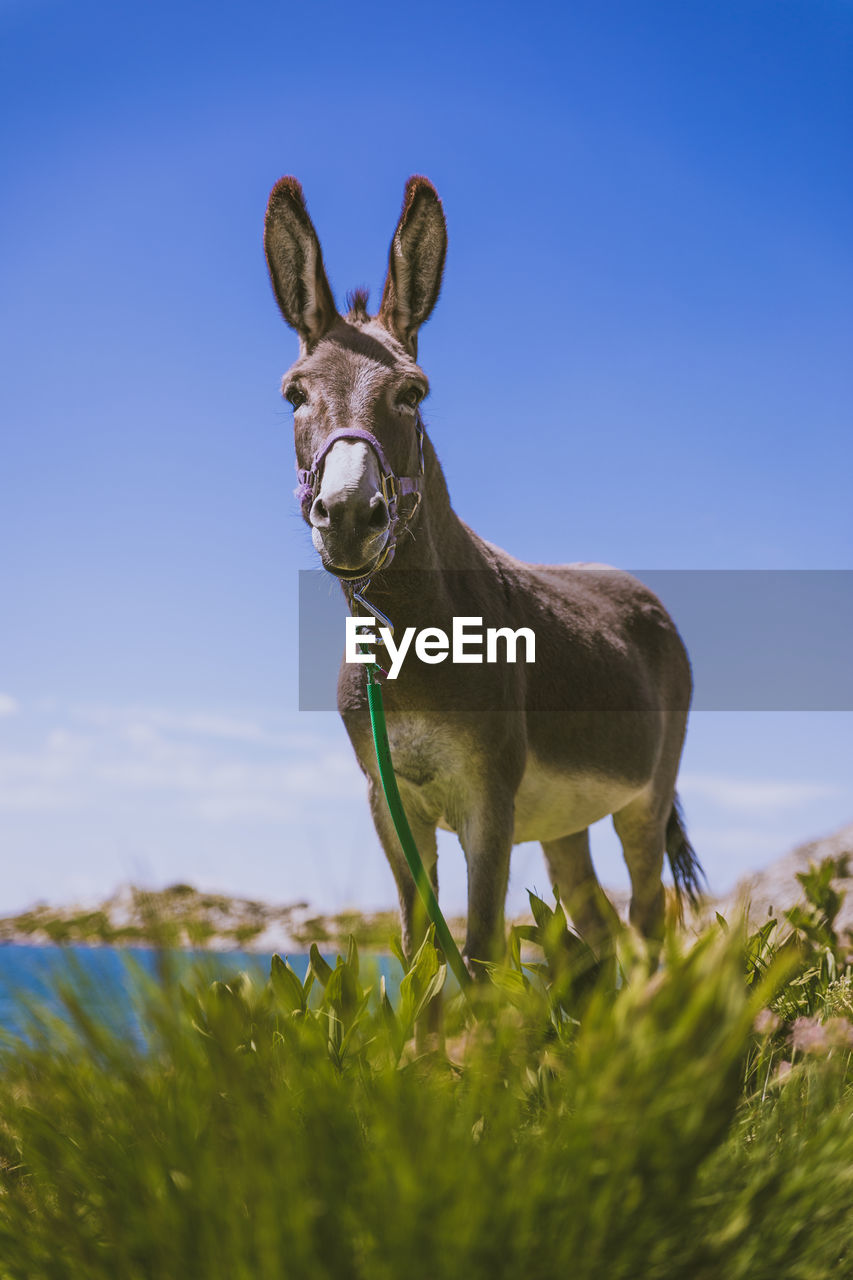 PORTRAIT OF A HORSE ON THE FIELD