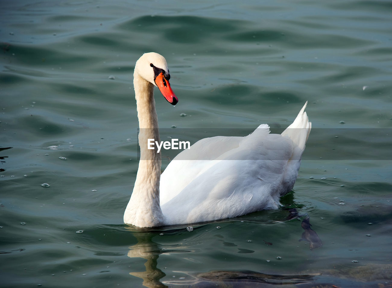Swan Swimming On Pond Id