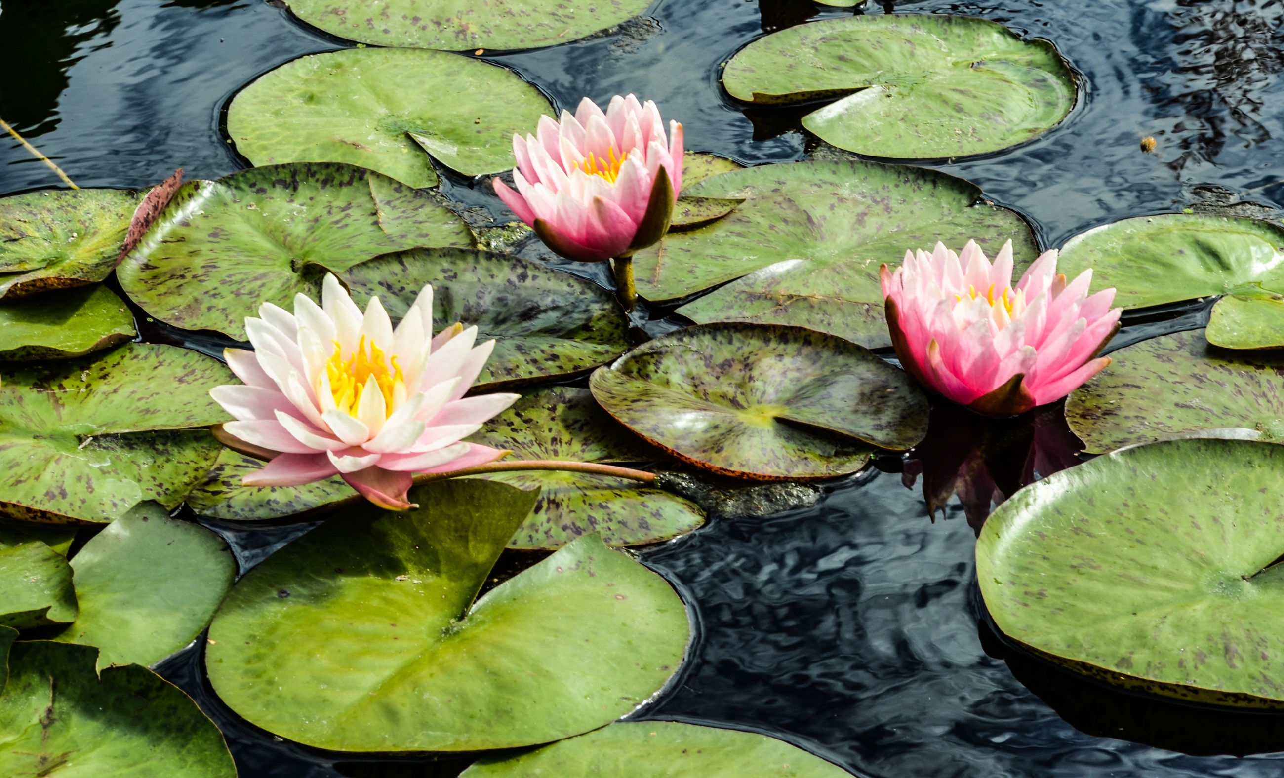 Water Lily Pond : Wallpaper : water lilies, herbs, leaves, pond 2048x1300 ... / Find images of lily pond.