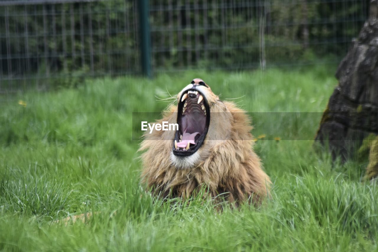Lion in a zoo