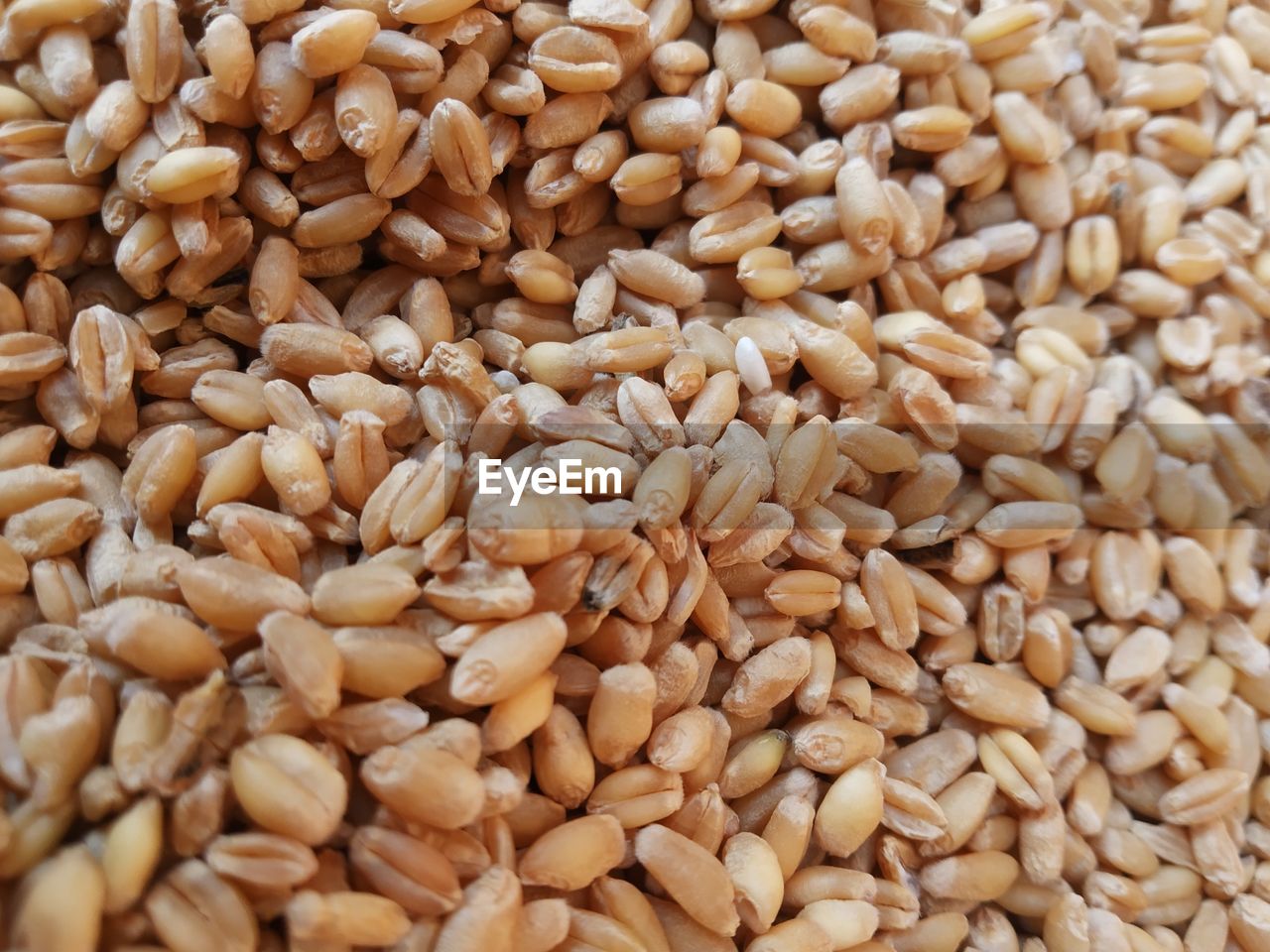 Wheat germ