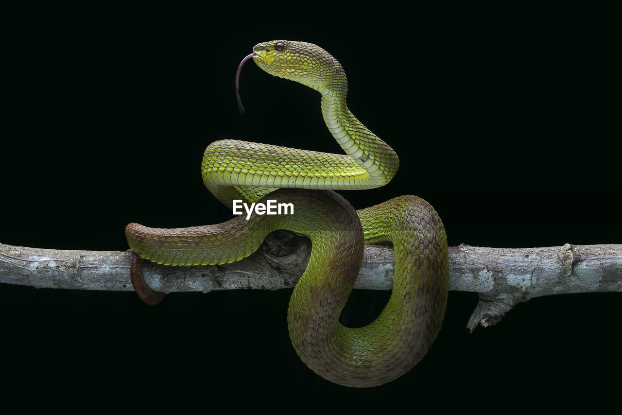 Close-up of snake on branch against black background