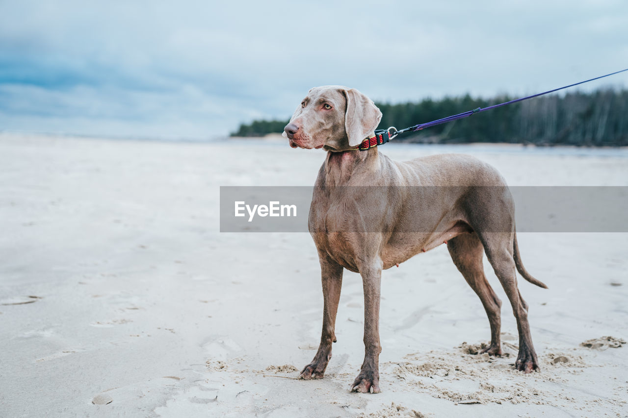 Dog looking away while standing on land