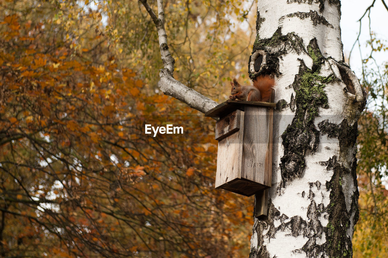 Close-up of tree trunk during autumn