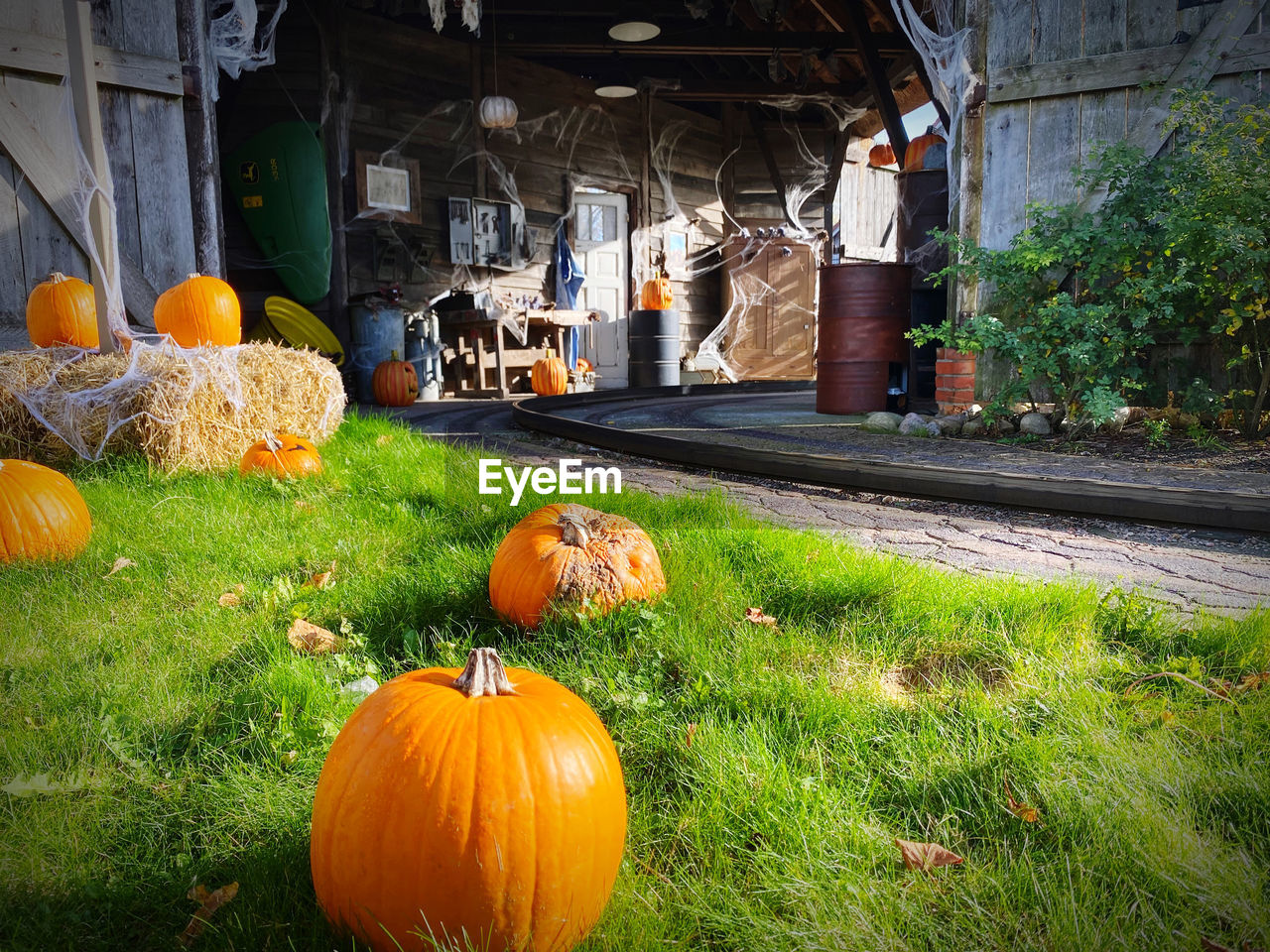 pumpkin, halloween, food, food and drink, plant, celebration, grass, vegetable, nature, autumn, architecture, holiday, no people, orange color, built structure, day, building exterior, jack-o'-lantern, tradition, outdoors, freshness, agriculture, healthy eating, decoration, building, field, growth