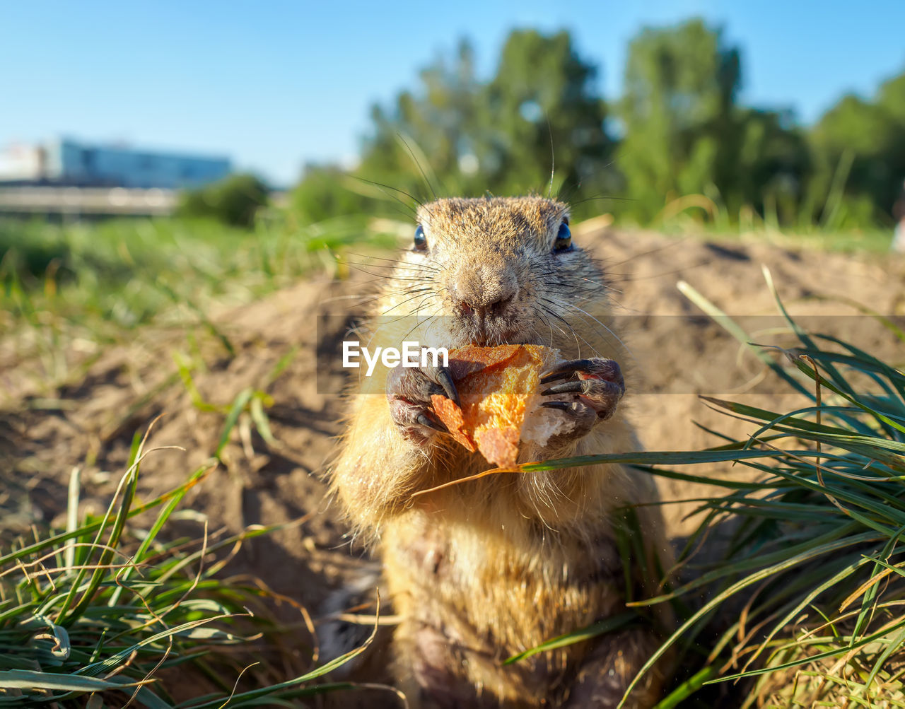 animal, animal themes, grass, nature, animal wildlife, mammal, wildlife, one animal, no people, plant, portrait, rodent, eating, food, squirrel, looking at camera, focus on foreground, day, outdoors, sky, food and drink, sunlight, close-up, prairie, cute, flower, front view
