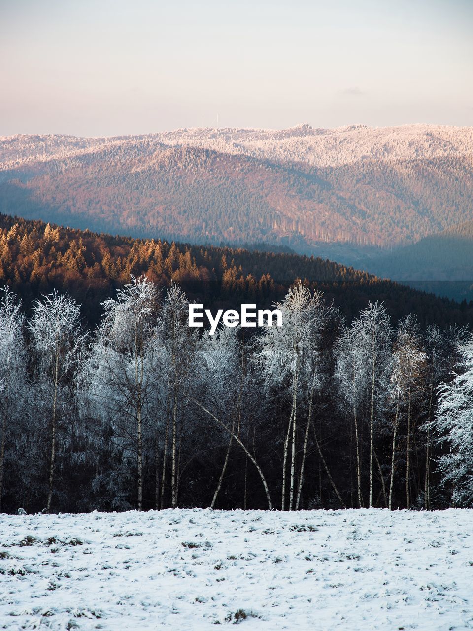 Winter landscape with snow covered birch trees at sunset. majestic nature background