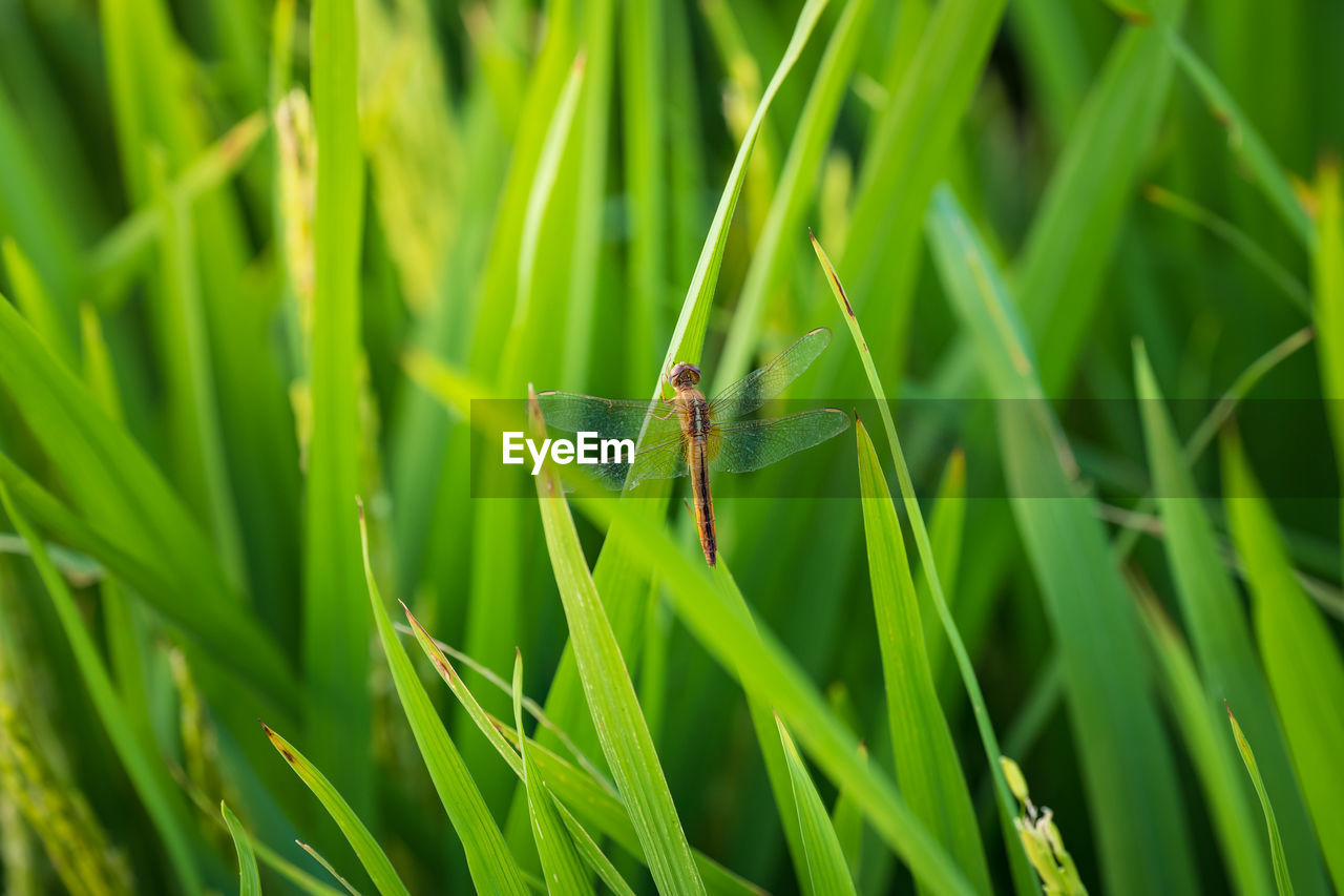 INSECT ON GRASS