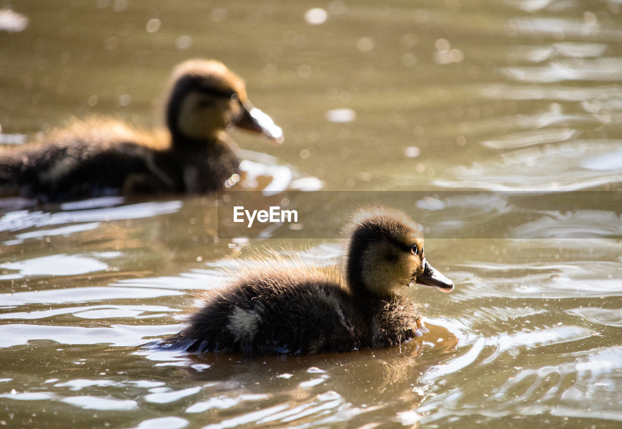 Fluffy baby mallard ducklings swimming in the sunlit lake