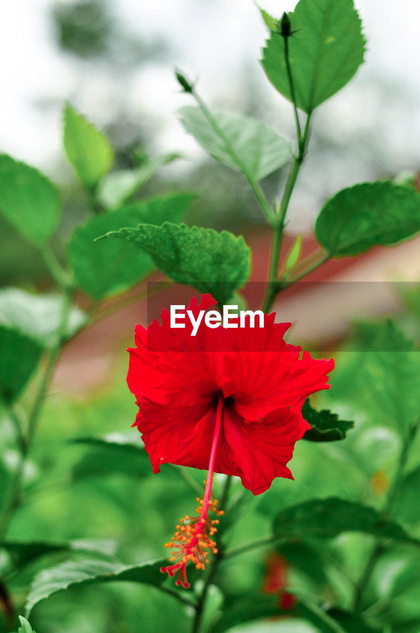 CLOSE-UP OF RED HIBISCUS BLOOMING PLANT