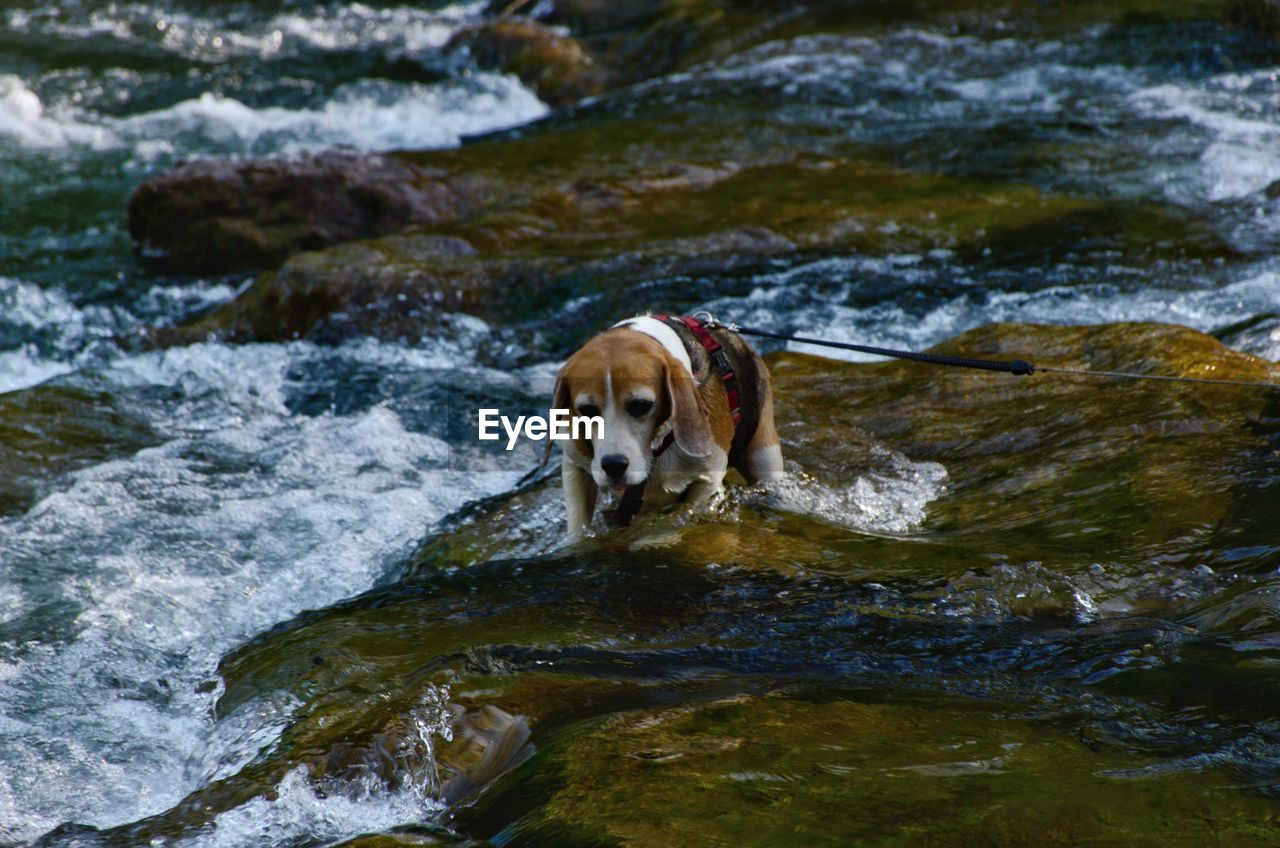Dog standing on rock in stream