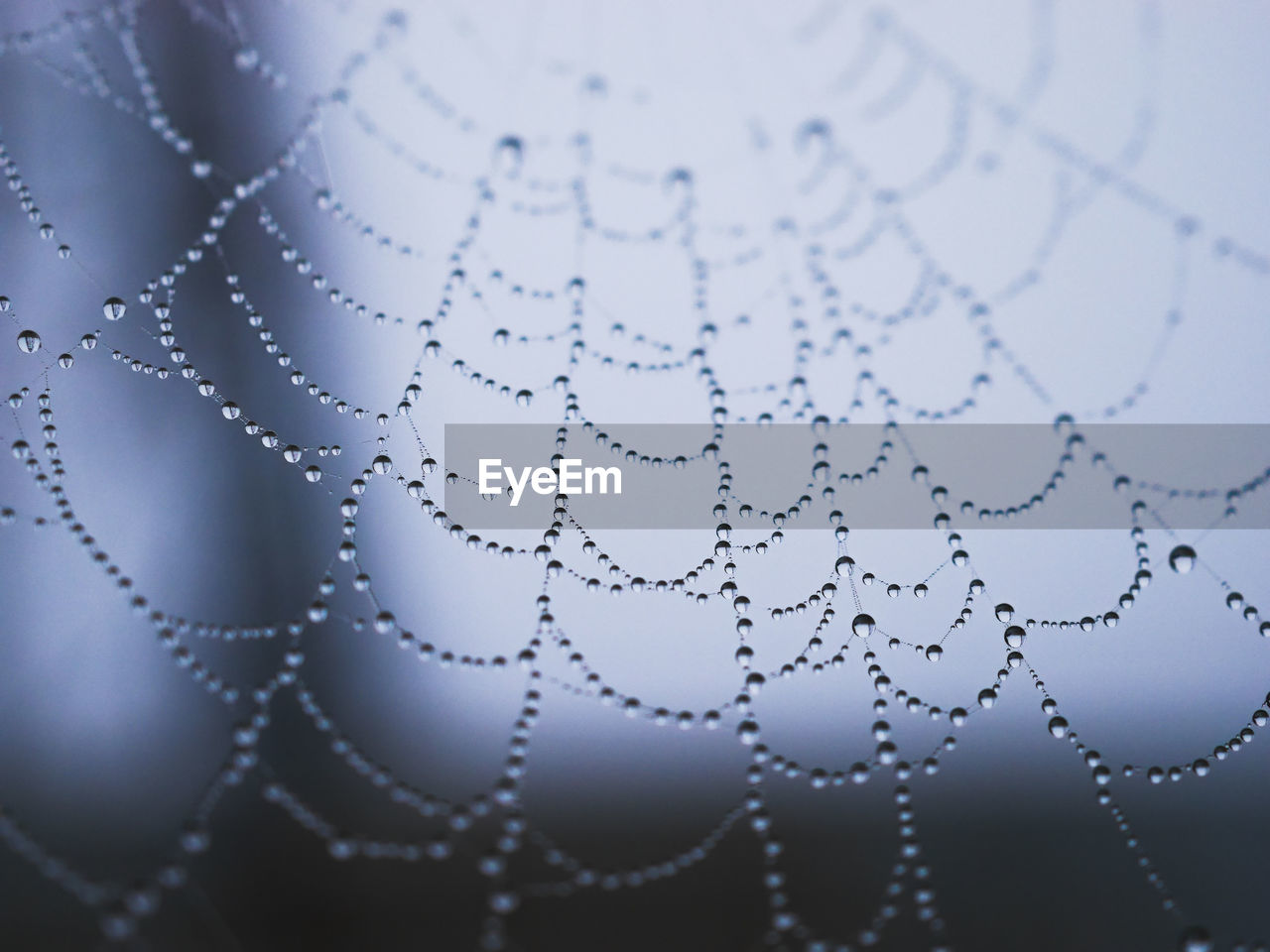 Close Up Of Water Drops On Cob Web On Eyeem