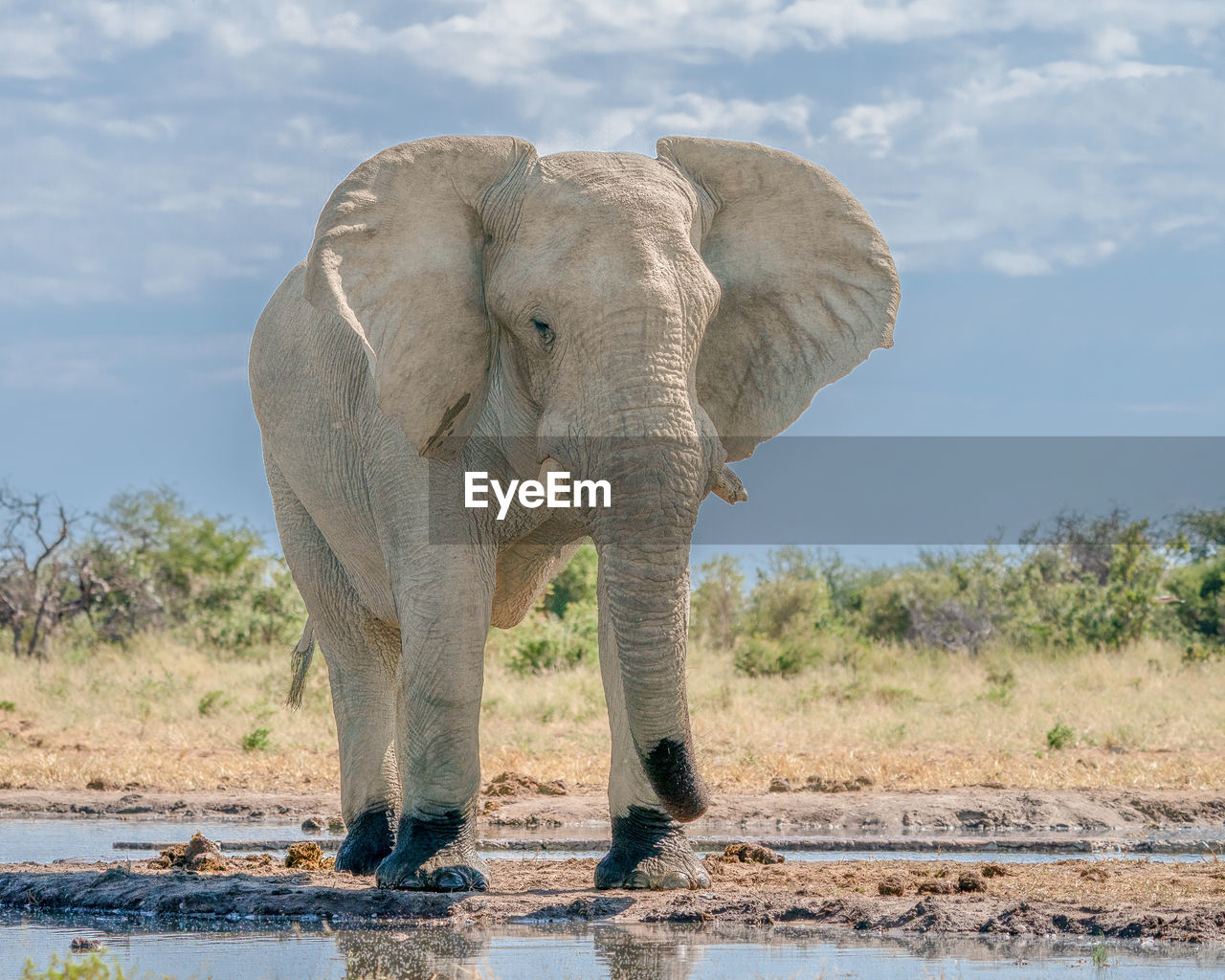 VIEW OF ELEPHANT DRINKING WATER