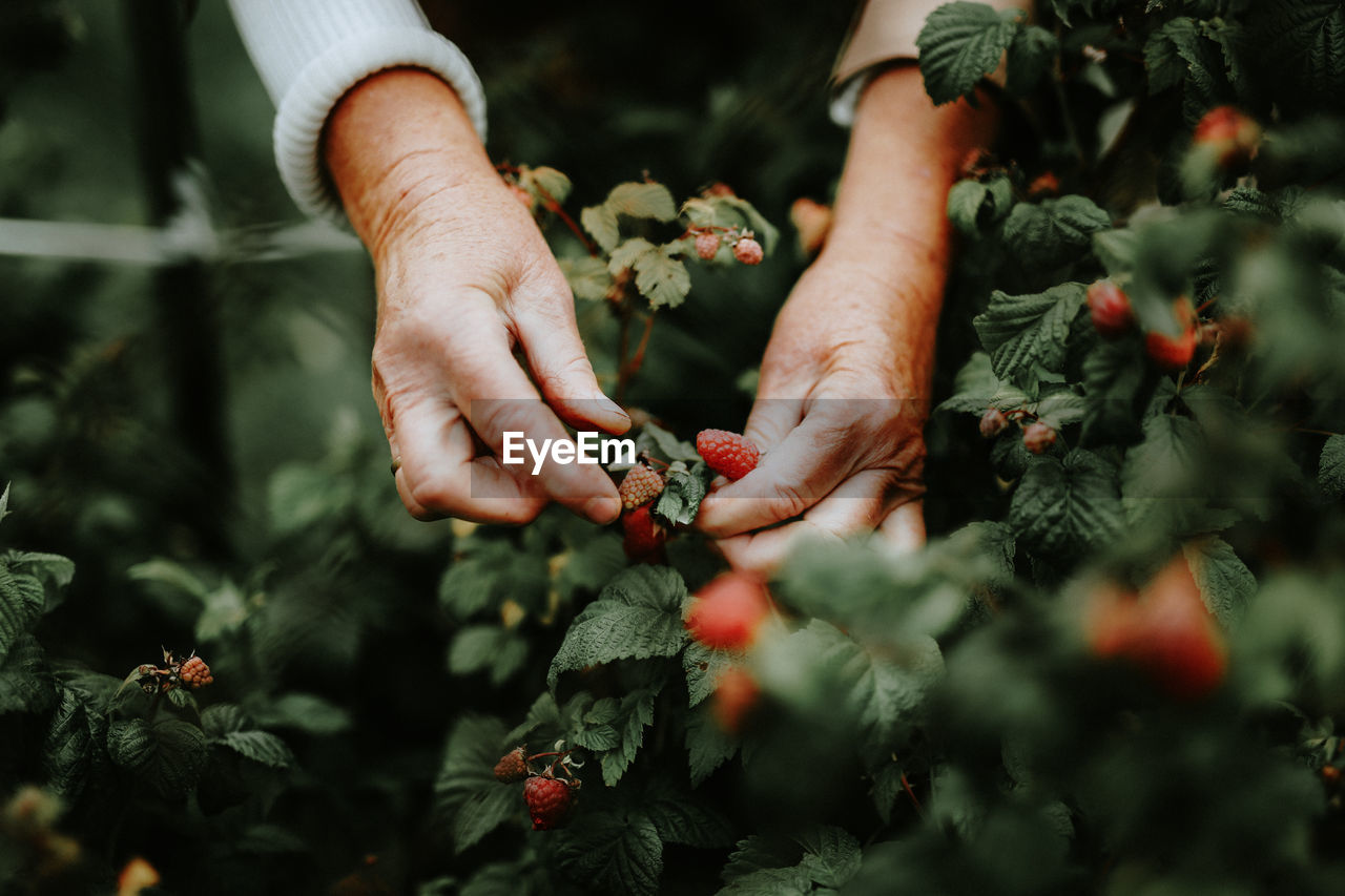 Cropped hands of person picking raspberries growing on tree